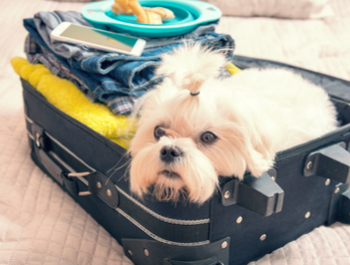 Is Your Pet Traveling With You?